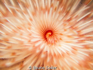 the middle of a worm by Beate Seiler 